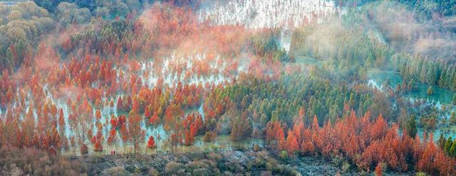 昆明甸尾村：多彩水杉护水源