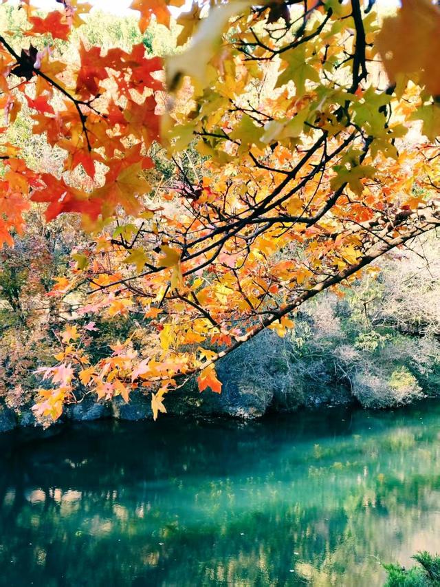 银杏抖落金箔，枫叶浸了酒红！国家植物园赏秋最佳时