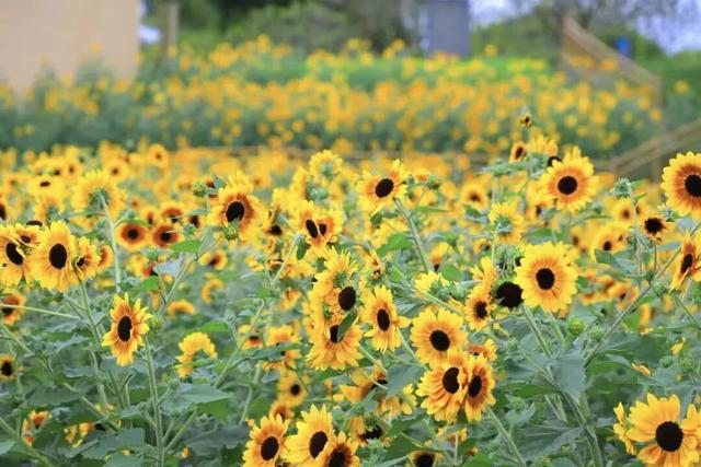 南宁秋日赏花攻略，带你一键解锁这份限定版的秋花图鉴！