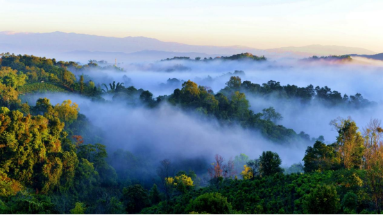 无需滤镜，勐海冬日茶山晕染成茶韵画卷