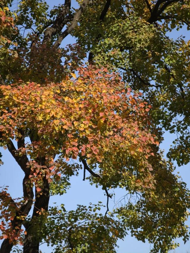 红花槭火红、银杏金黄、乌桕美如油画……静安这里藏着一片绝美秋色→