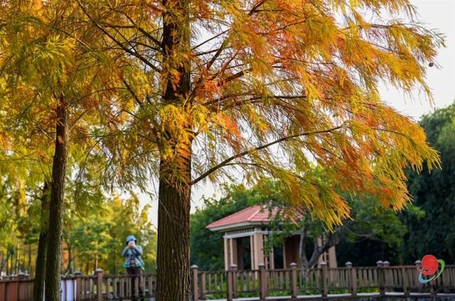 速报！湛江这些地方的杉树进入观赏期，错过等一年！