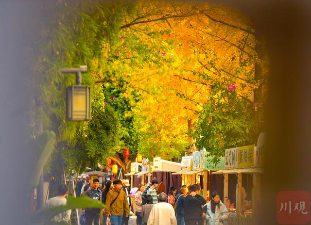 C视觉丨宽窄巷子银杏黄了 成都“金色浪漫”正当时
