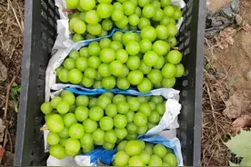 极目帮办|B2B平台上卖阳光玫瑰每斤仅1元多，农户只能亏本卖，相关部门：后续会继续调查图片