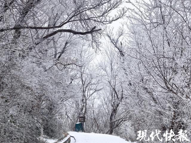 一夜白头！紫金山“千树万树梨花开”