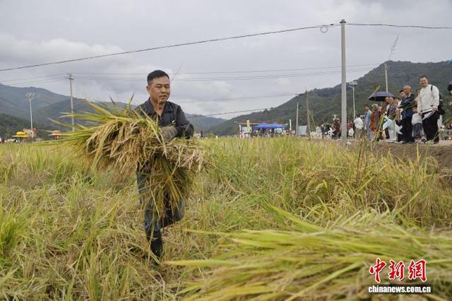 摸鱼割稻拍大片 闽北农耕游玩转乡土乐趣