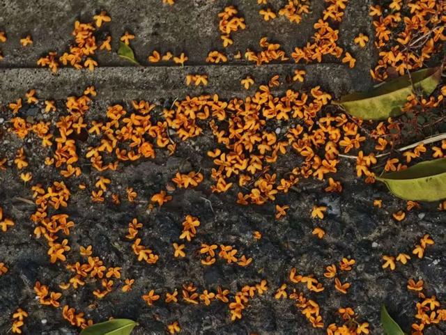 一键收藏！向化镇邀您打卡限定版秋色