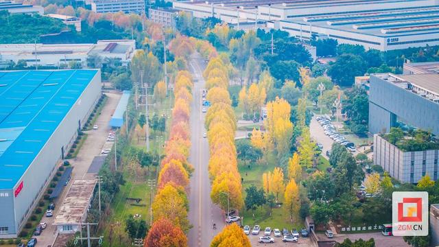 盐都冬日限定浪漫：板仓梧桐大道落叶铺就“金色地毯”