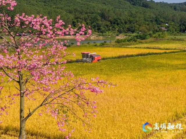 限定浪漫！高明晚稻收割忙，“丰”景美如画