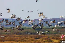 鄱阳湖迎来越冬候鸟迁徙高峰图片