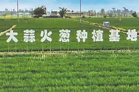 成都这个合作社400万斤火葱“出国”图片