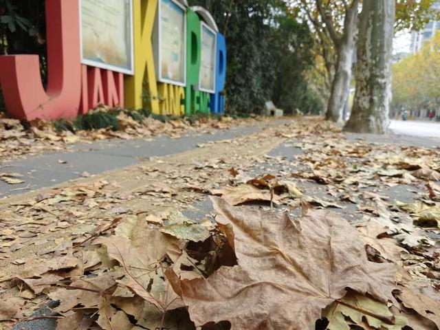 静安落叶景观道已就位！限时“治愈系地毯”已铺好，周末散步指南→