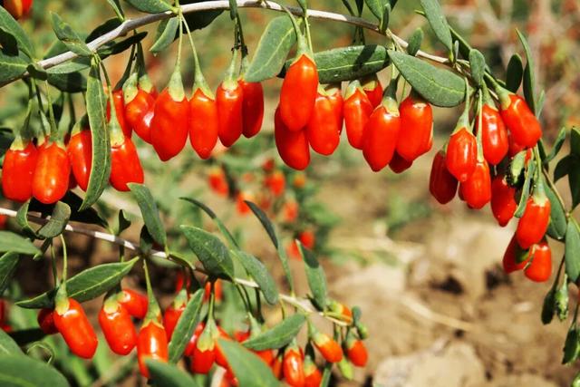 好品中国丨“我姓柴，柴达木的柴”