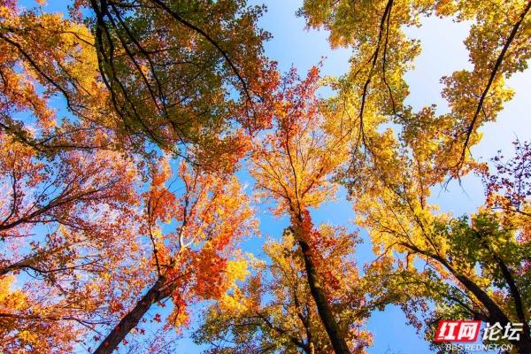 岁暖时刻丨枫叶一红，省植物园的“暖色派对”开始了