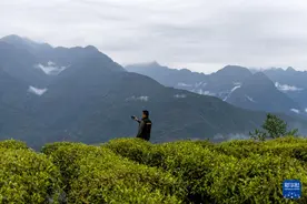 西藏墨脱：茶园飘香富山民图片