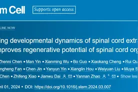 Cell Stem Cell | 戴建武/赵燕南阐明脊髓发育早期微环境对神经再生的作用图片