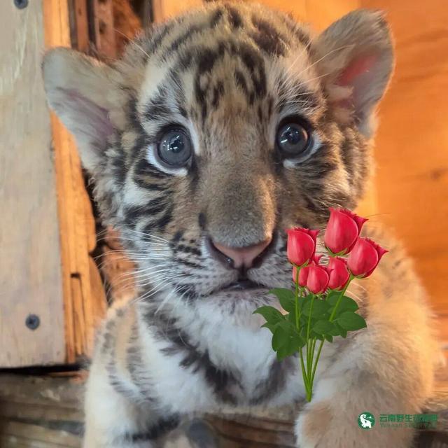 云南野生动物园发布紧急声明