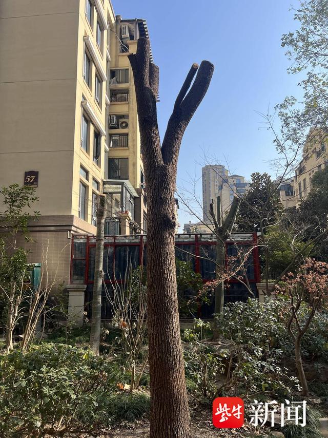 问政江苏｜采光、绿化难兼顾？苏州一小区树木被疑“过度修剪”