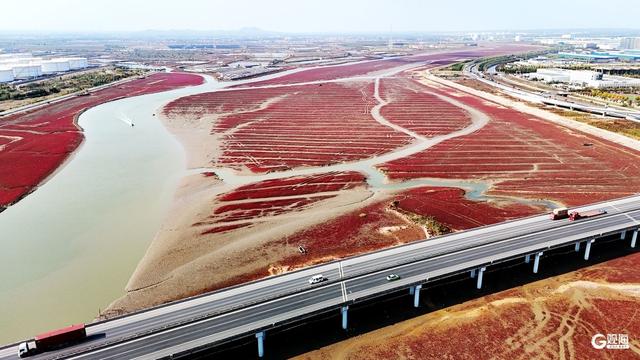 胶州湾红海滩：一片红海，万种生机
