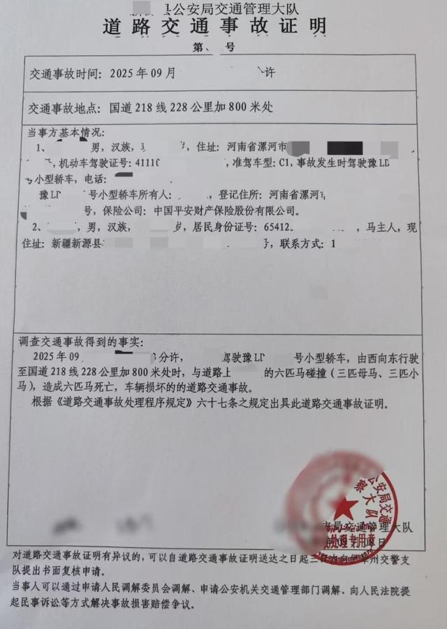 游客自驾撞到马群致6匹马死亡，称自费修车赔马压力大，且马群占据国道马主人也应担责