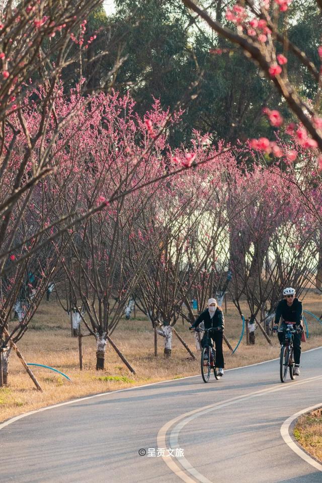冬樱花、梅花、郁金香、虞美人......昆明最全赏花攻略请查收