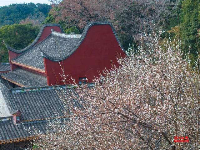 绝美！福州鼓山梅花开了！