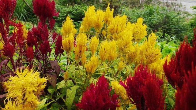 鹤峰：凤尾花点亮庙湾之秋