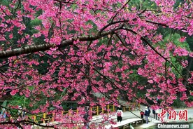 福州：公园樱花盛开 景如画图片