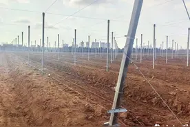 “王掌柜”的苹果炼成记图片