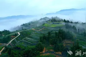 湖北新获批创建6家全国绿色食品原料标准化生产基地图片