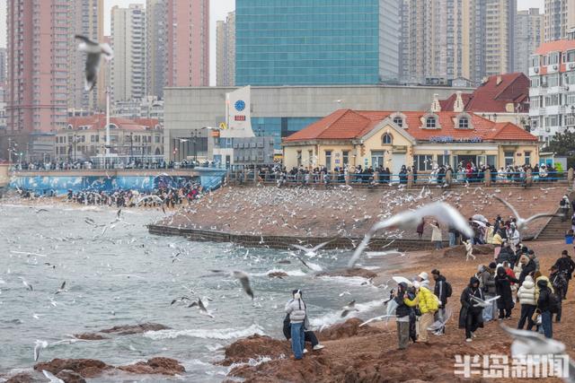 小雪不挡“鸥”式浪漫
