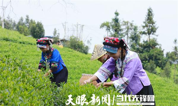 山海同心共谋发展｜广东龙门助力  普安开启茶旅融合发展新篇章