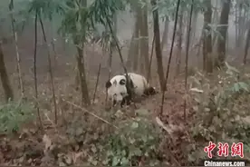 四川宝兴：村民偶遇野生大熊猫在林中活动图片