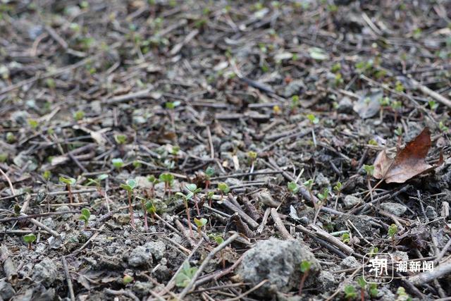 一场摸索于山野、流量与规则之间的“荒野求生”