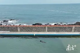 湛江搁浅海豚正接受救治，目前状态良好图片