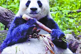 网红大熊猫“花花”的母亲离世图片