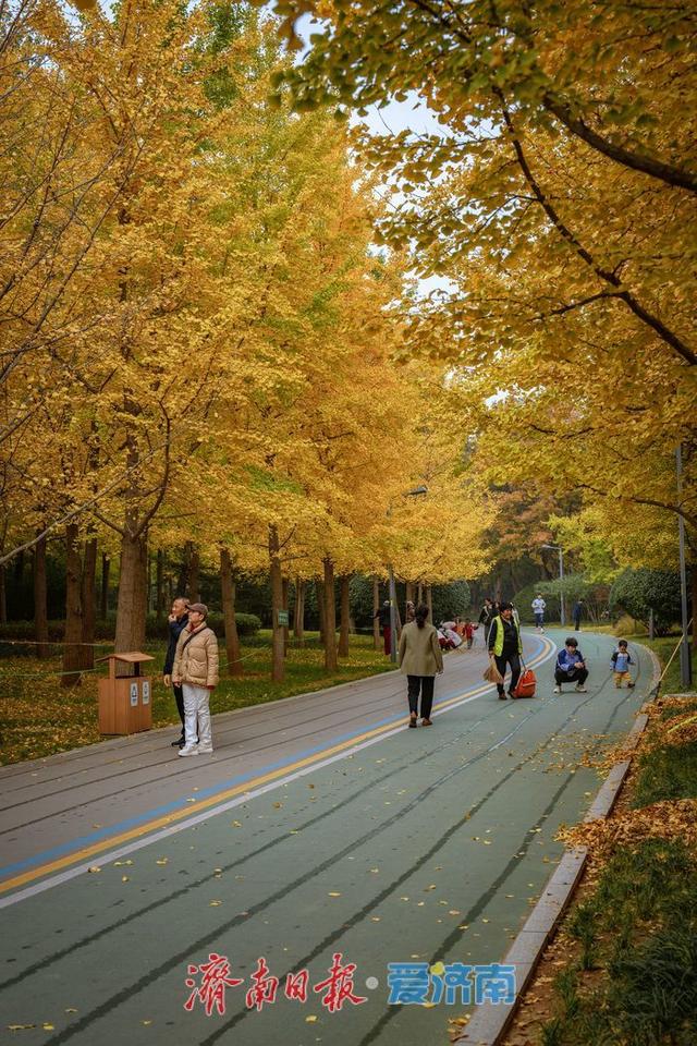 一年四季 泉在济南丨济南森林公园银杏林满目金黄如诗如画