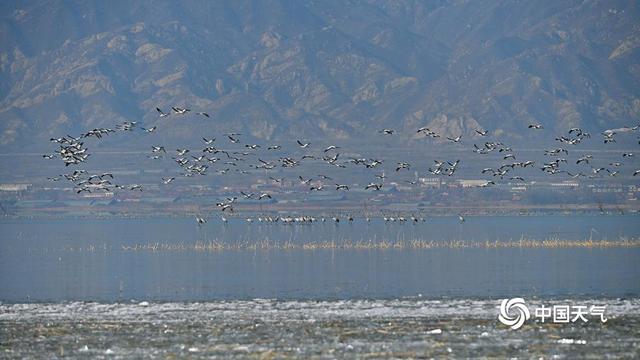 野鸭湖灰鹤群“起舞” 绘就冬日和谐生态画卷