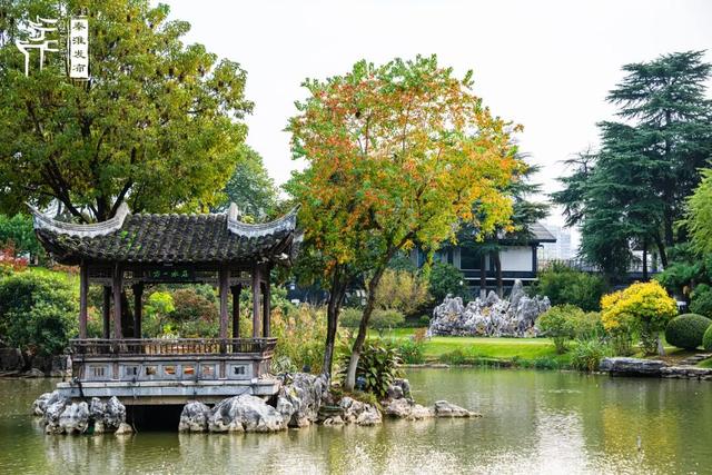 秦淮花事｜乌桕斑斓，半城秋色入画来