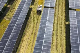 浠水：光伏板下“绿色经济”描绘乡村振兴新画卷图片