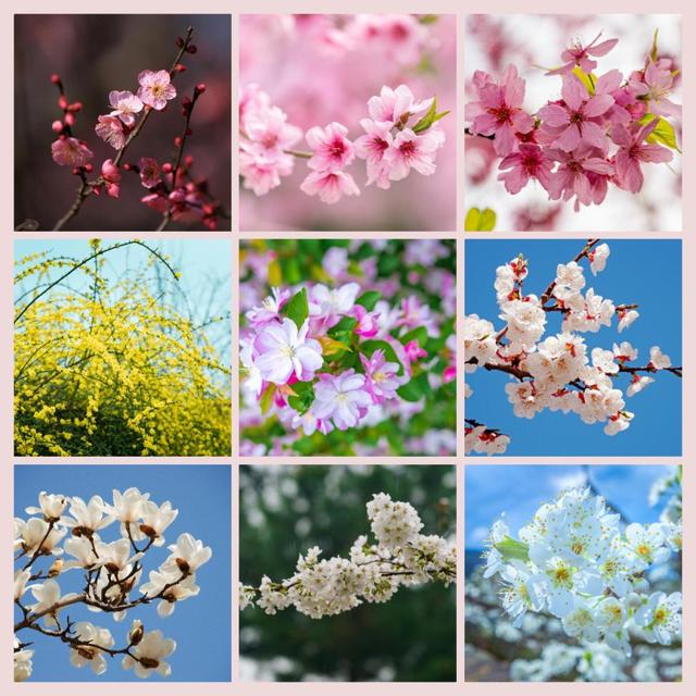 樱花桃花杏花……傻傻分不清？秒变识花高手，请点这里→