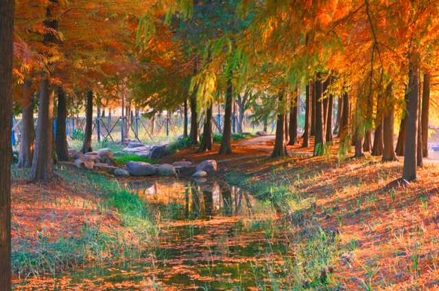 杉树红了！魔都藏着绝美水上森林→