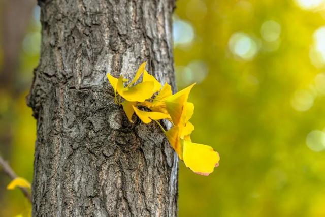 限时绝美！年度顶流！