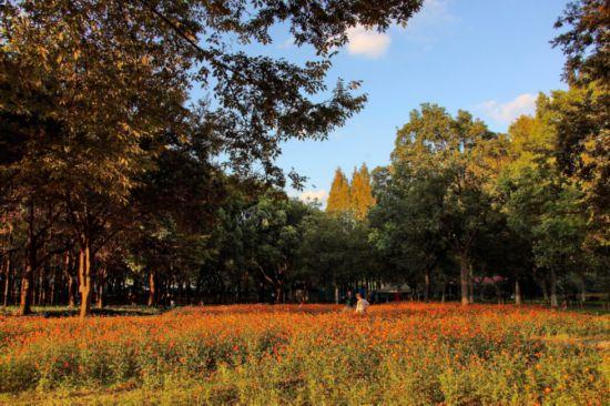 这三条慢跑路线，让你享受申城秋日风景