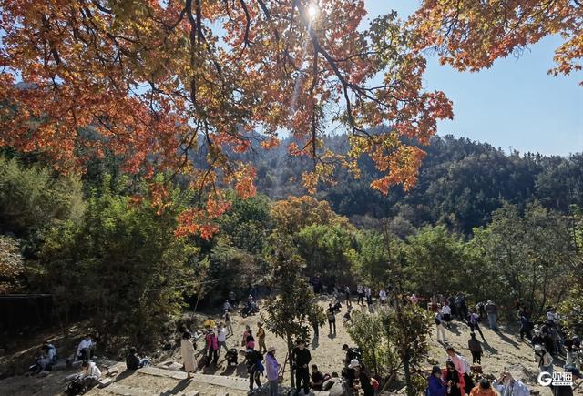 赏叶正当时！崂山这株古槭树走红