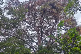 网友反映四川阆中一棵“百年松树”濒临死亡 镇政府：已现场查看，向上级部门反映图片