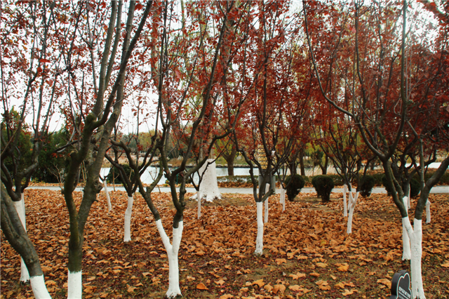 留住秋日浪漫！文登这7处区域落叶缓扫