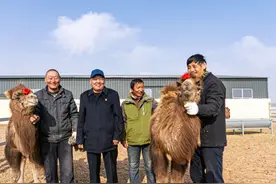 新时代中国调研行·黄河篇｜黄河岸边兴起戈壁红驼产业图片