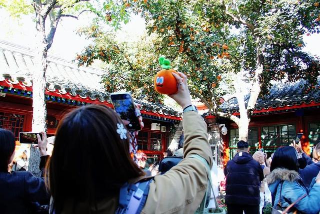 老舍故居的柿子，凭什么成了今年秋日顶流？