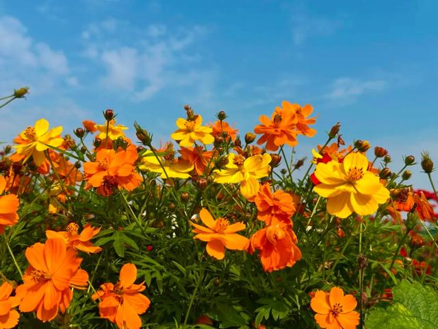 藏在宜丰城区的绝美花海，你打卡了吗？